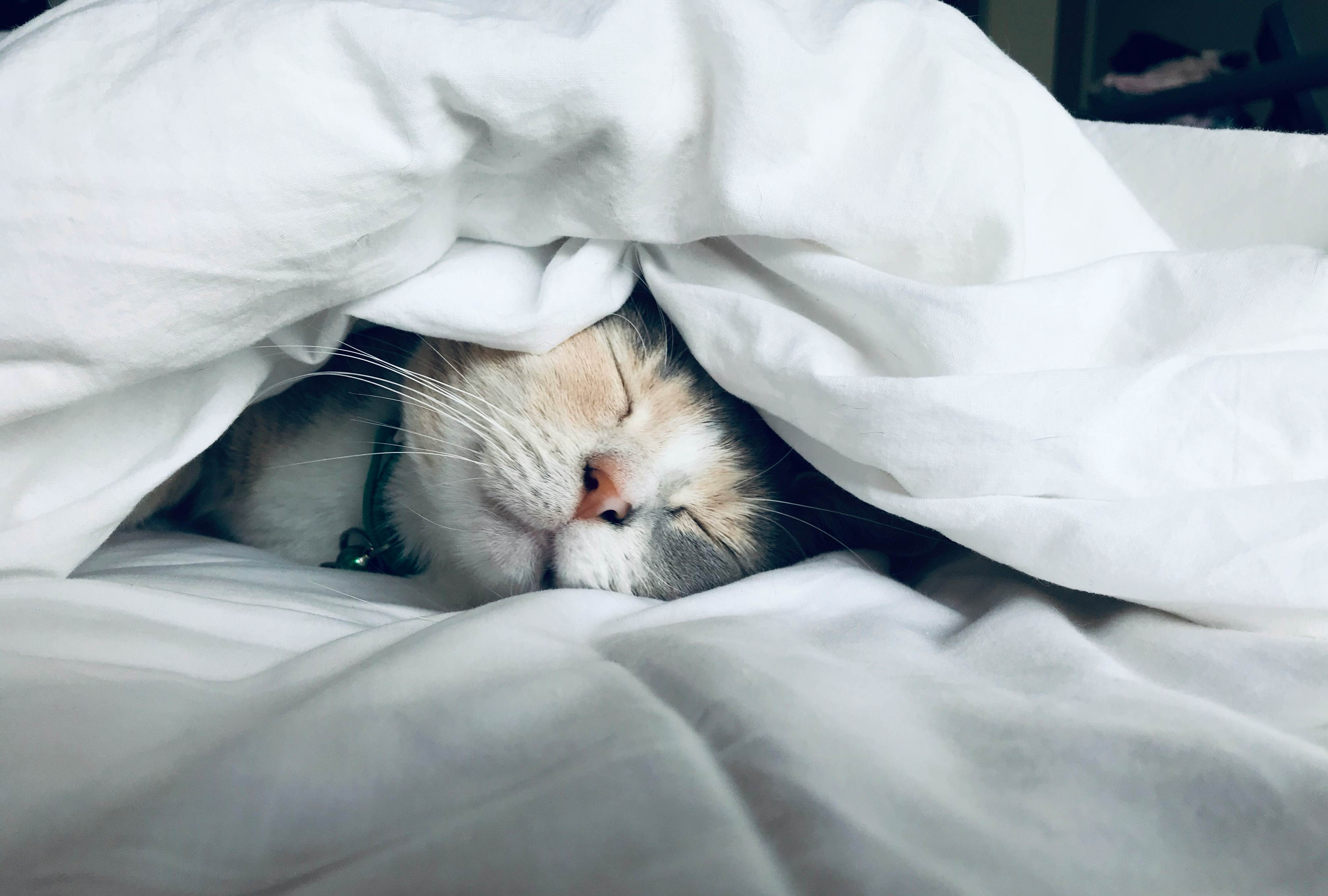 A cat sleeping peacefully under soft white blankets — the kind of rest you deserve