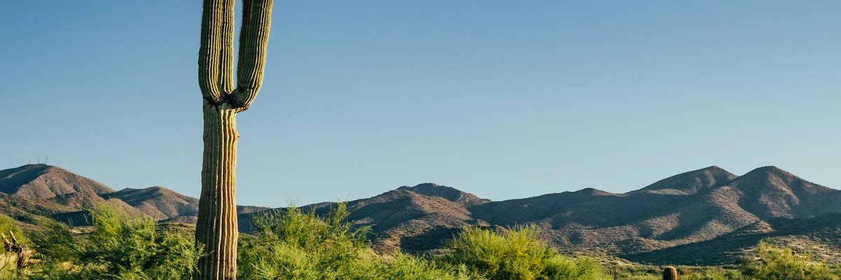 Saguaro cactus against desert mountains